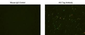 AVI Tag Antibody - Immunocytochemistry/Immunofluorescence analysis of Avi tagged protein transfeced CHO cells using Avi Tag Antibody, mAb, Mouse and Mouse IgG Control. The signal was developed with FITC conjugated Goat Anti-Mouse IgG.