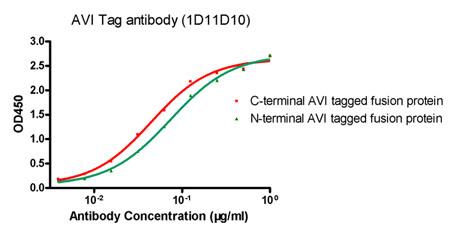 AVI Tag Antibody - ELISA analysis of N-terminal and C-terminal Avi tagged fusion proteins using Avi Tag Antibody, mAb, Mouse.
