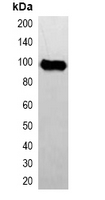 AVI Tag Antibody - Western blot analysis of over-expressed Avi-tagged protein in 293T cell lysate.