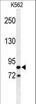 AVIL / Advillin Antibody - Western blot of AVIL Antibody in K562 cell line lysates (35 ug/lane). AVIL (arrow) was detected using the purified antibody.