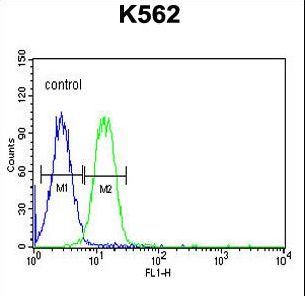 AVIL / Advillin Antibody - AVIL Antibody flow cytometry of K562 cells (right histogram) compared to a negative control cell (left histogram). FITC-conjugated goat-anti-rabbit secondary antibodies were used for the analysis.