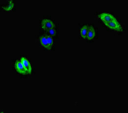 AVL9 Antibody - Immunofluorescent analysis of HepG-2 cells diluted at 1:100 and Alexa Fluor 488-congugated AffiniPure Goat Anti-Rabbit IgG(H+L)