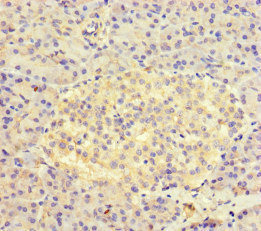 AVL9 Antibody - Immunohistochemistry of paraffin-embedded human pancreatic tissue at dilution of 1:100