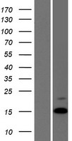 AVP / ADH / Vasopressin Protein - Western validation with an anti-DDK antibody * L: Control HEK293 lysate R: Over-expression lysate