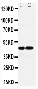 AVPR1A / V1a Receptor Antibody - WB of AVPR1A / V1a Receptor antibody. All lanes: Anti-AVPR1A at 0.5ug/ml. Lane 1: Rat Liver Tissue Lysate at 40ug. Lane 2: Rat Kidney Tissue Lysate at 40ug. Predicted bind size: 47KD. Observed bind size: 47KD.