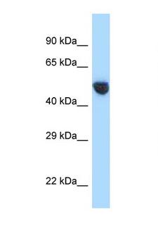 AVPR1A / V1a Receptor Antibody - AVPR1A antibody Western blot of 293T Cell lysate. Antibody concentration 1 ug/ml.  This image was taken for the unconjugated form of this product. Other forms have not been tested.