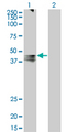 AVPR1A / V1a Receptor Antibody - Western Blot analysis of AVPR1A expression in transfected 293T cell line by AVPR1A monoclonal antibody (M07), clone 7B8.Lane 1: AVPR1A transfected lysate(46.8 KDa).Lane 2: Non-transfected lysate.