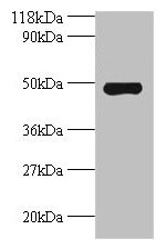 AVPR1A / V1a Receptor Antibody - Western blot All lanes: Avpr1a antibody at 2µg/ml + Mouse spleen tissue Secondary Goat polyclonal to rabbit IgG at 1/10000 dilution Predicted band size: 84 kDa Observed band size: 84 kDa