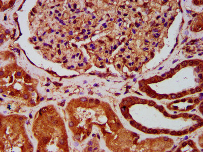 AVPR1A / V1a Receptor Antibody - Immunohistochemistry Dilution at 1:400 and staining in paraffin-embedded human kidney tissue performed on a Leica BondTM system. After dewaxing and hydration, antigen retrieval was mediated by high pressure in a citrate buffer (pH 6.0). Section was blocked with 10% normal Goat serum 30min at RT. Then primary antibody (1% BSA) was incubated at 4°C overnight. The primary is detected by a biotinylated Secondary antibody and visualized using an HRP conjugated SP system.