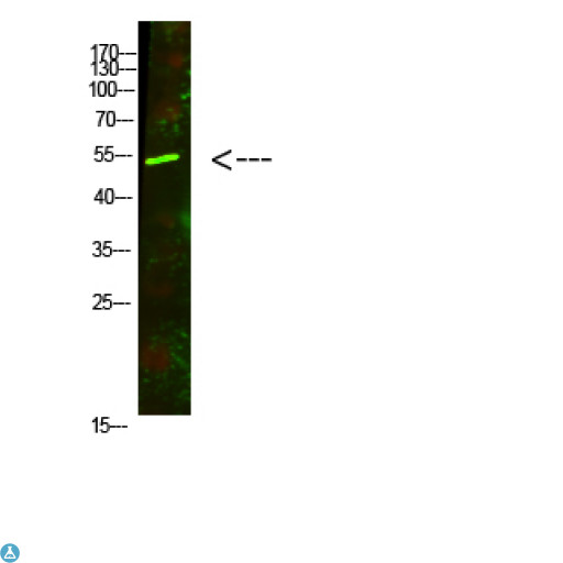 AVPR1A / V1a Receptor Antibody - Western Blot analysis of mouse-lung cells using primary antibody diluted at 1:500 (4°C overnight). Secondary antibody:Goat Anti-rabbit IgG IRDye 800 (diluted at 1:5000, 25°C, 1 hour).