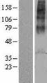 AVPR1A / V1a Receptor Protein - Western validation with an anti-DDK antibody * L: Control HEK293 lysate R: Over-expression lysate