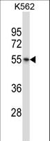 AVPR1B Antibody - AVPR1B Antibody western blot of K562 cell line lysates (35 ug/lane). The AVPR1B antibody detected the AVPR1B protein (arrow).