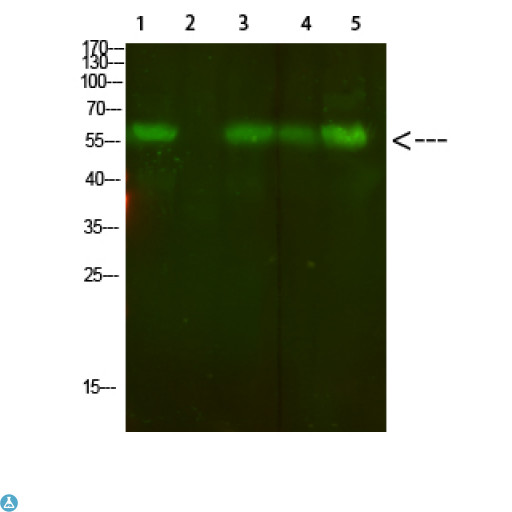AVPR2 / V2R Antibody - Western Blot analysis of 1, mouse-lung, 2, mouse-spleen, 3, mouse-kidney, 4, mouse-heart, 5, 293 cells using primary antibody diluted at 1:500 (4°C overnight). Secondary antibody:Goat Anti-rabbit IgG IRDye 800 (diluted at 1:5000, 25°C, 1 hour).