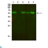 AVPR2 / V2R Antibody - Western Blot analysis of 1, mouse-lung, 2, mouse-spleen, 3, mouse-kidney, 4, mouse-heart, 5, 293 cells using primary antibody diluted at 1:500 (4°C overnight). Secondary antibody:Goat Anti-rabbit IgG IRDye 800 (diluted at 1:5000, 25°C, 1 hour).