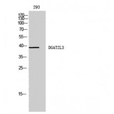 AWAT1 / DGAT2L3 Antibody - Western blot of DGAT2L3 antibody