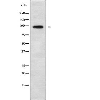 AXIN1 / Axin-1 Antibody - Western blot analysis of AXIN1 using HT29 whole cells lysates