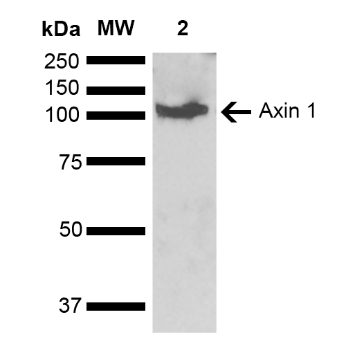AXIN1 / Axin-1 Antibody - Western blot analysis of Mouse kidney lysate showing detection of ~95.6 kDa Axin 1 protein using Rabbit Anti-Axin 1 Polyclonal Antibody. Lane 1: Molecular Weight Ladder (MW). Lane 2: Mouse kidney lysate. Load: 15 µg. Block: 5% Skim Milk in 1X TBST. Primary Antibody: Rabbit Anti-Axin 1 Polyclonal Antibody  at 1:1000 for 2 hours at RT. Secondary Antibody: Goat Anti-Rabbit HRP:IgG at 1:3000 for 1 hour at RT. Color Development: ECL solution for 5 min at RT. Predicted/Observed Size: ~95.6 kDa.