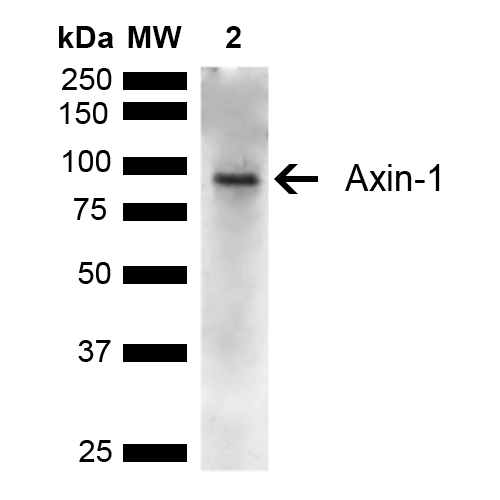 AXIN1 / Axin-1 Antibody - Western blot analysis of Rat Kidney showing detection of ~95 kDa Axin-1 protein using Rabbit Anti-Axin-1 Polyclonal Antibody. Lane 1: Molecular Weight Ladder (MW). Lane 2: Rat Kidney. Load: 15 µg. Block: 5% Skim Milk in 1X TBST. Primary Antibody: Rabbit Anti-Axin-1 Polyclonal Antibody  at 1:1000 for 16 hours at 4°C. Secondary Antibody: Goat Anti-Rabbit IgG: HRP at 1:3000 for 1 hour at RT. Color Development: ECL solution for 5 min at RT. Predicted/Observed Size: ~95 kDa.