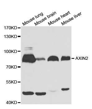 AXIN2 / Axin 2 Antibody - Western blot analysis of extracts of various cell lines, using AXIN2 antibody.