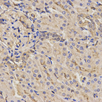 AXIN2 / Axin 2 Antibody - Immunohistochemistry of paraffin-embedded rat kidney using AXIN2 antibody at dilution of 1:200 (x400 lens).