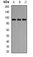 AXIN2 / Axin 2 Antibody - Western blot analysis of Axin-2 expression in mouse lung (A); mouse brain (B); mouse liver (C) whole cell lysates.