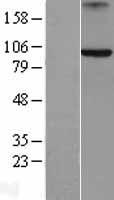 AXIN2 / Axin 2 Protein - Western validation with an anti-DDK antibody * L: Control HEK293 lysate R: Over-expression lysate