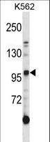 AXL Antibody - Mouse Axl Antibody western blot of K562 cell line lysates (35 ug/lane). The Axl antibody detected the Axl protein (arrow).