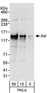 AXL Antibody - Detection of Human Axl by Western Blot. Samples: Whole cell lysate (5, 15 and 50 ug) from HeLa cells. Antibodies: Affinity purified rabbit anti-Axl antibody used for WB at 0.1 ug/ml. Detection: Chemiluminescence with an exposure time of 30 seconds.