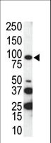 AXL Antibody - Western blot of anti-AXL C-term antibody in SKBR3 cell lysate. AXL (arrow) was detected using purified antibody. Secondary HRP-anti-rabbit was used for signal visualization with chemiluminescence.