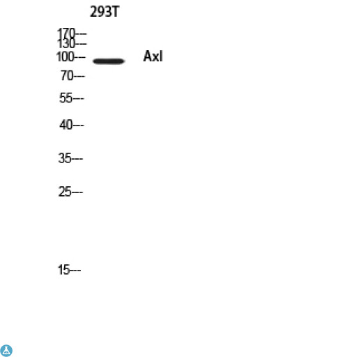 AXL Antibody - Western Blot (WB) analysis of 293T using Axl antibody.
