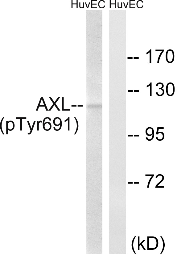 AXL Antibody - Western blot analysis of lysates from HUVEC cells treated with EGF 200ng/ml 15', using AXL (Phospho-Tyr691) Antibody. The lane on the right is blocked with the phospho peptide.