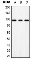 AXL Antibody - Western blot analysis of AXL (pY697) expression in HEK293T (A); NIH3T3 (B); PC12 (C) whole cell lysates.