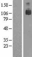 AXL Protein - Western validation with an anti-DDK antibody * L: Control HEK293 lysate R: Over-expression lysate