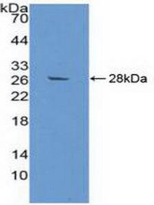 AZGP1 / ZAG Antibody