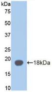 AZGP1 / ZAG Antibody - Western Blot; Sample: Recombinant aZGP1, Mouse.
