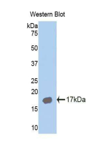 AZGP1 / ZAG Antibody - Western blot of recombinant AZGP1 / ZAG.  This image was taken for the unconjugated form of this product. Other forms have not been tested.