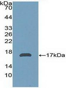 AZGP1 / ZAG Antibody - Western Blot; Sample: Recombinant aZGP1, Human.
