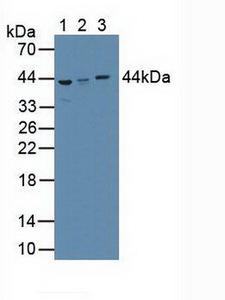 AZGP1 / ZAG Antibody - Western Blot; Sample: Lane1: Human Serum; Lane2: Human Liver Tissue; Lane3: Human Lung Tissue.