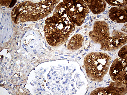 AZGP1 / ZAG Antibody - Immunohistochemical staining of paraffin-embedded Human Kidney tissue within the normal limits using anti-AZGP1 mouse monoclonal antibody. (Heat-induced epitope retrieval by 1mM EDTA in 10mM Tris buffer. (pH8.5) at 120°C for 3 min. (1:2000)