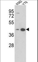 AZGP1 / ZAG Antibody - Western blot of AZGP1 Antibody in K562, Y79 cell line lysates (35 ug/lane). AZGP1 (arrow) was detected using the purified antibody.