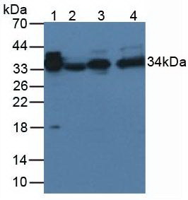 AZGP1 / ZAG Antibody - Western Blot Lane1: Rat Serum Lane2: Rat Liver Tissue Lane3: Rat Lung Tissue Lane4: Rat Heart Tissue Primary Ab: 3µg/mL Rabbit Anti-Rat aZGP1 Ab Second Ab: 1:5000 Dilution of HRP-Linked Rabbit Anti-Mouse IgG Ab