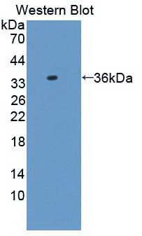 AZGP1 / ZAG Antibody - Western Blot; Sample: Recombinant protein.