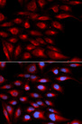 AZGP1 / ZAG Antibody - Immunofluorescence analysis of U20S cells.