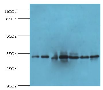AZGP1 / ZAG Antibody - Western blot. All lanes: AZGP1 antibody at 4 ug/ml. Lane 1: PC-3 whole cell lysates. Lane 2: MCF-7 whole cell lysates. Lane 3: LO2 whole cell lysates. Lane 4: 293T whole cell lysates. Lane 5: HeLa whole cell lysates. Lane 6: HepG2 whole cell lysates. Lane 7: K562 whole cell lysates. Secondary antibody: Goat polyclonal to rabbit at 1:10000 dilution. Predicted band size: 34 kDa. Observed band size: 34 kDa.