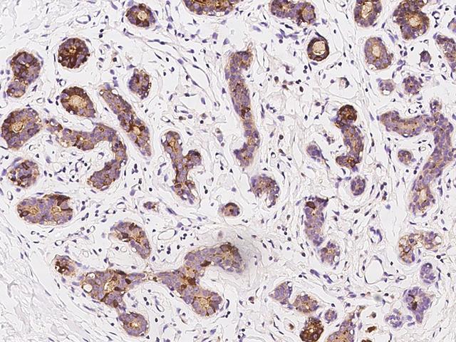 AZGP1 / ZAG Antibody - Immunochemical staining of human AZGP1 in human breast with rabbit polyclonal antibody at 1:1000 dilution, formalin-fixed paraffin embedded sections.