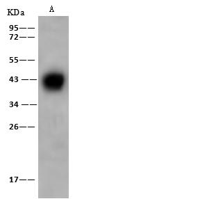 AZGP1 / ZAG Antibody - Anti-AZGP1 rabbit polyclonal antibody at 1:500 dilution. Lane A: COLO205 Whole Cell Lysate. Lysates/proteins at 30 ug per lane. Secondary: Goat Anti-Rabbit IgG (H+L)/HRP at 1/10000 dilution. Developed using the ECL technique. Performed under reducing conditions. Predicted band size: 34 kDa. Observed band size: 44 kDa.