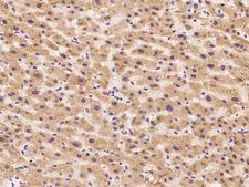 AZGP1 / ZAG Antibody - Immunochemical staining of human AZGP1 in human liver with rabbit polyclonal antibody at 1:2000 dilution, formalin-fixed paraffin embedded sections.
