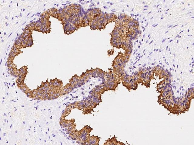 AZGP1 / ZAG Antibody - Immunochemical staining of human AZGP1 in human prostate with rabbit polyclonal antibody at 1:5000 dilution, formalin-fixed paraffin embedded sections.