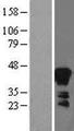 AZGP1 / ZAG Protein - Western validation with an anti-DDK antibody * L: Control HEK293 lysate R: Over-expression lysate