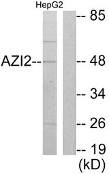 AZI2 / NAP1 Antibody - Western blot analysis of lysates from HepG2 cells, using AZI2 Antibody. The lane on the right is blocked with the synthesized peptide.